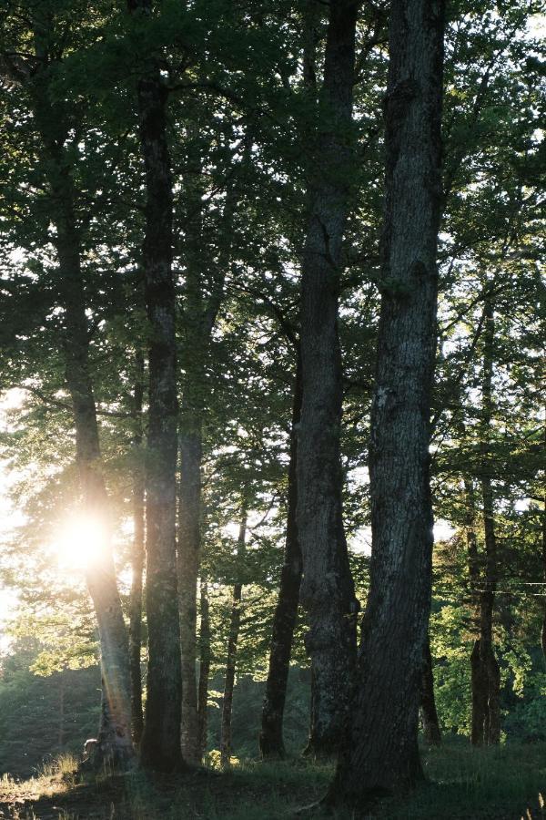 Lodge Avec Spa Privatif - Foret Et Lac Liginiac Buitenkant foto